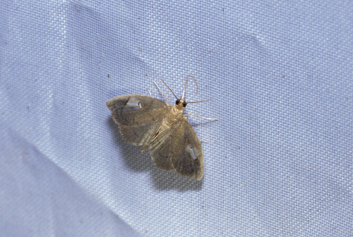 Titian Peale's Moth (Perispasta caeculalis)
