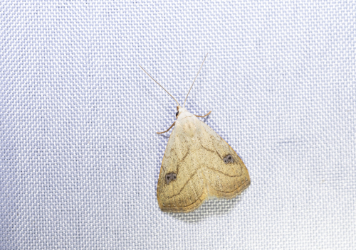 Spotted Grass Moth (Rivula propinqualis)