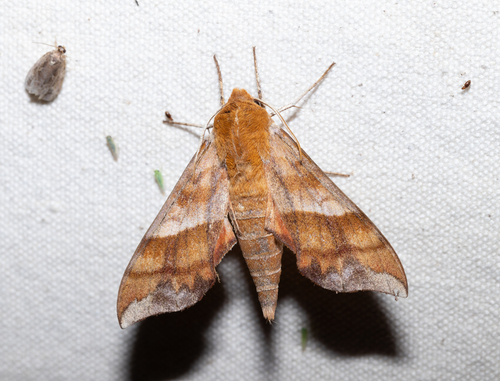 Azalea Sphinx (Darapsa choerilus)