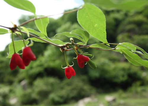 Winter honeysuckle