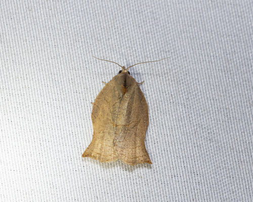 Omnivorous Leafroller (Archips purpurana)