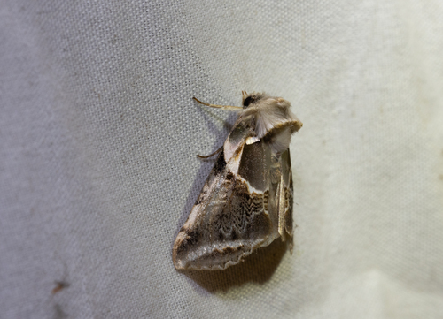 Lettered Habrosyne Moth (Habrosyne scripta)