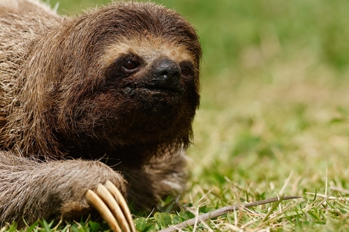 Brown-throated Three-toed Sloth