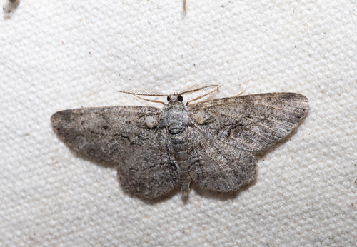 North American Common Gray (Anavitrinella pampinaria)