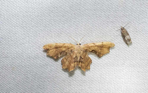 Brown Scoopwing (Calledapteryx dryopterata)