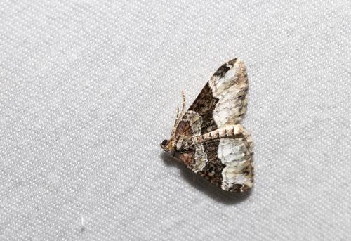 American Sharp-angled Carpet (Euphyia intermediata)