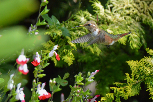 Rufous Hummingbird