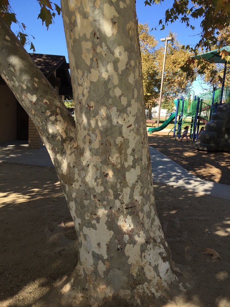 western sycamore from Sumac Park, Agoura Hills, CA, US on November 1