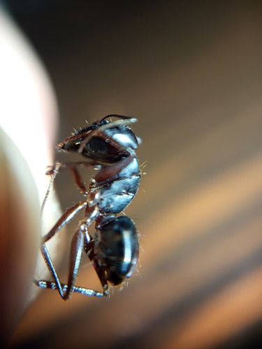 Camponotus xerxes