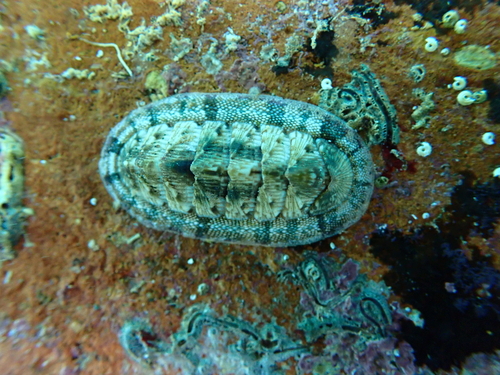 Rhyssoplax olivacea