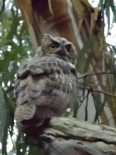 View observation of {o.common_name} on iNaturalist