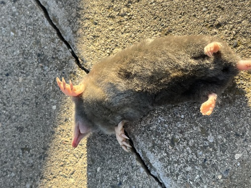 iNaturalist observation photo of Northern Broad-footed Mole
