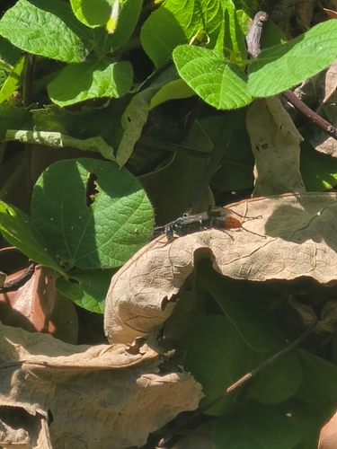 Asian Red-tailed Spider Wasp