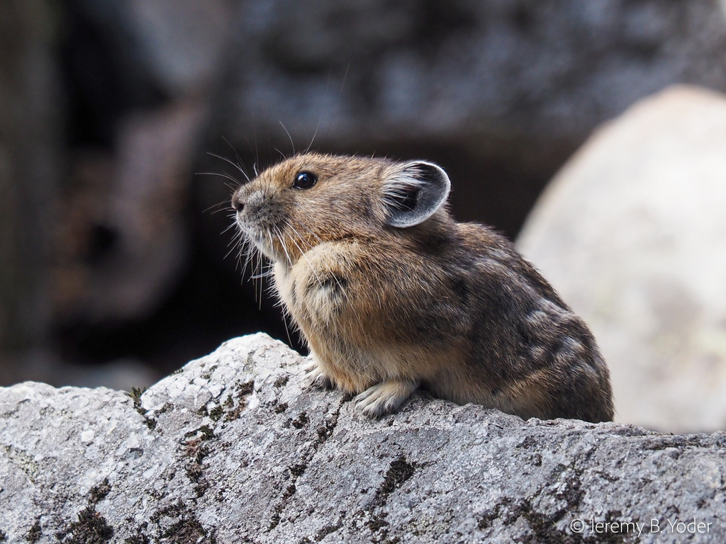 American Pika (Ochotona princeps) · iNaturalist