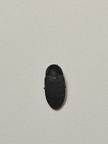Fringed Larder Beetle