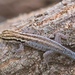 Lygodactylus tsavoensis - Photo (c) Melissa McCeney, todos os direitos reservados, uploaded by Melissa McCeney