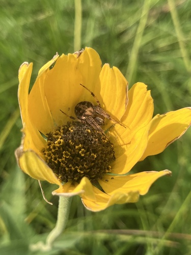 Arabesque Orbweaver