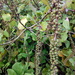 Coccoloba barbadensis - Photo (c) Grecia Oribio, כל הזכויות שמורות, הועלה על ידי Grecia Oribio
