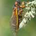 Typical Cicadas - Photo (c) Owen Ridgen, all rights reserved, uploaded by Owen Ridgen