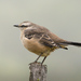 Patagonian Mockingbird - Photo (c) Jorge Schlemmer, all rights reserved