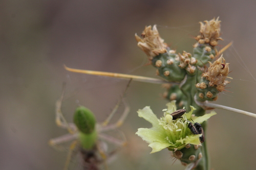Christmas cholla