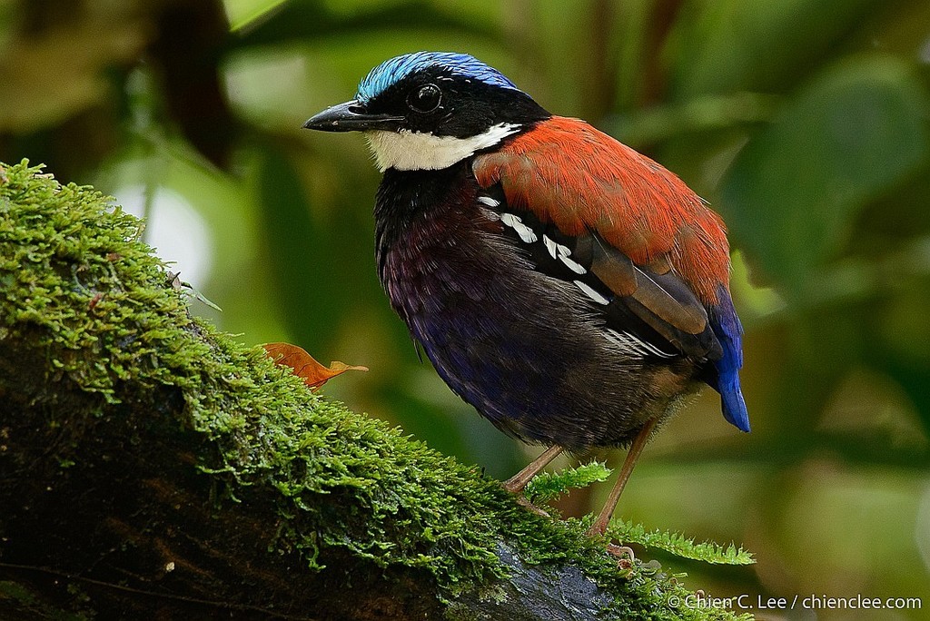 Blue-headed Pitta photo