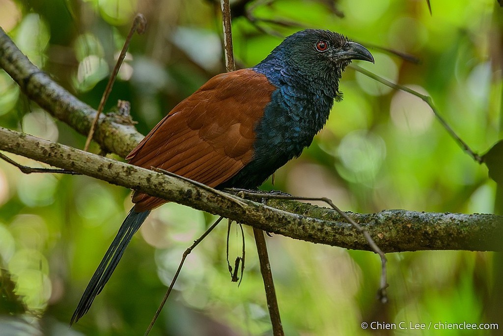 Short-toed Coucal (Centropus rectunguis) photo