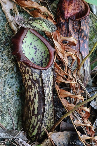 Nepenthes mapuluensis