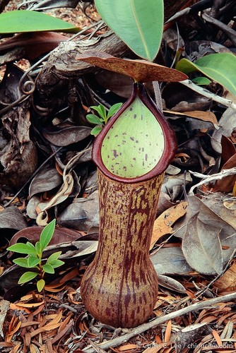 Nepenthes mindanaoensis
