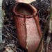 Nepenthes merrilliana - Photo (c) Chien Lee, כל הזכויות שמורות, הועלה על ידי Chien Lee