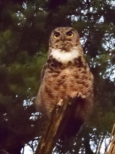 View observation of {o.common_name} on iNaturalist
