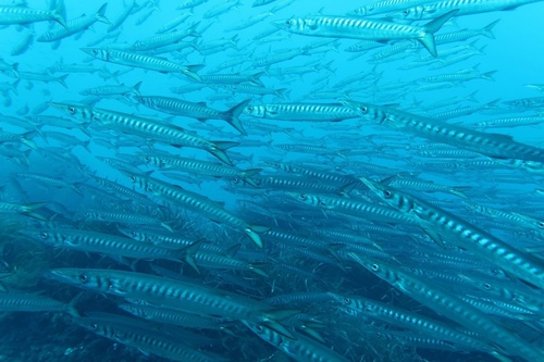 Sphyraena viridensis