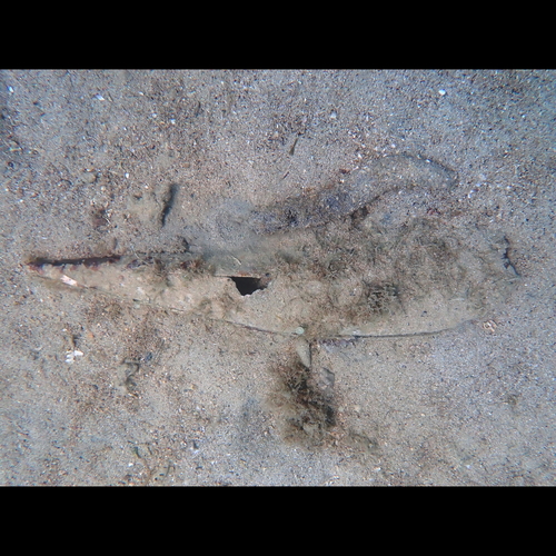 Pinna nobilis