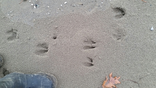 Deer Tracks – NatureTracking