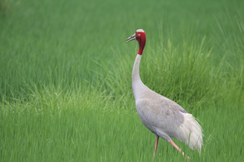 Sarus Crane