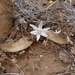 Albuca ovata - Photo (c) Julian Slade, all rights reserved, uploaded by Julian Slade