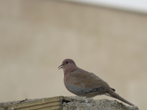 Laughing Dove