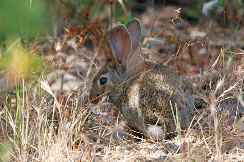 Oryctolagus cuniculus