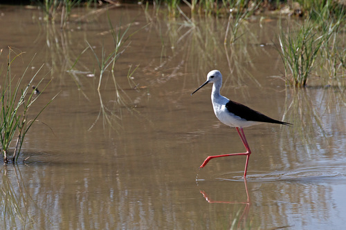 Himantopus himantopus