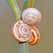 White Italian Snail - Photo (c) Fero Bednar, all rights reserved, uploaded by Fero Bednar