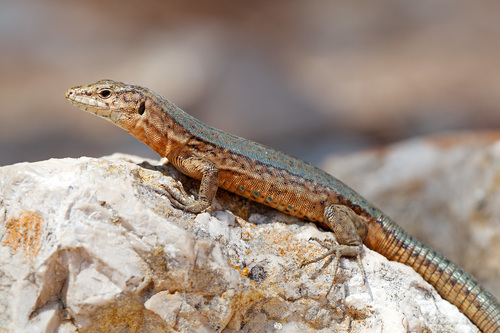 Podarcis lilfordi gigliolii