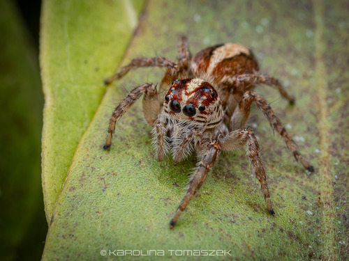 Frigga crocuta (Taczanowski, 1878)