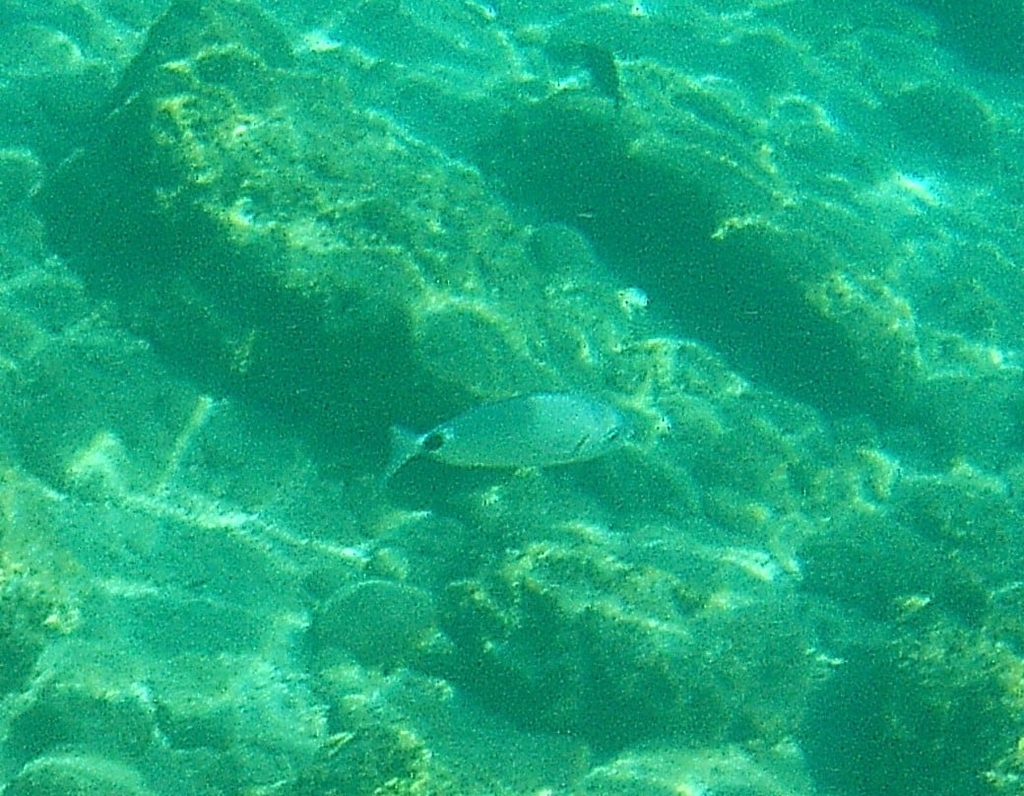 Saddled Bream