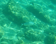 Saddled Bream