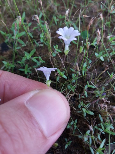 Bacopa arenaria