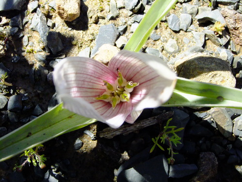 Hantam Men-in-a-Boat (Colchicum hantamense)