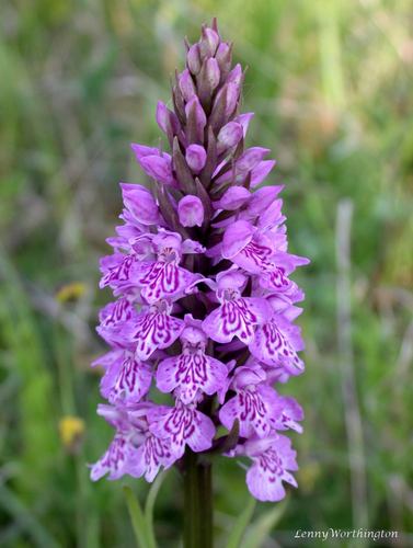 Hybrid Dactylorhiza × grandis · iNaturalist