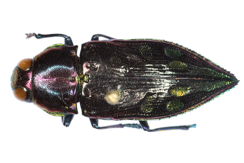 Halecia laticollis · iNaturalist