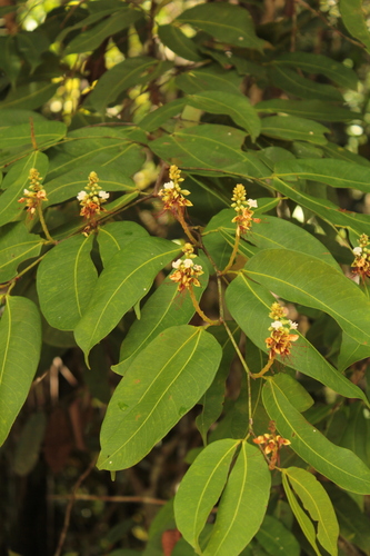 Macrolobium angustifolium