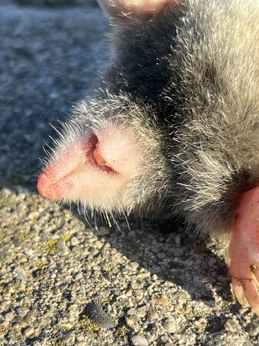 iNaturalist observation photo of Northern Broad-footed Mole